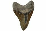 Brown Fossil Megalodon Tooth - South Carolina #312022-1